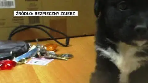 Bezpieczny Zgierz