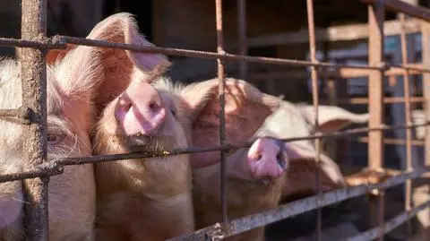 Świnie świnki pigs zdjęcie poglądowe shutterstock_2677893799