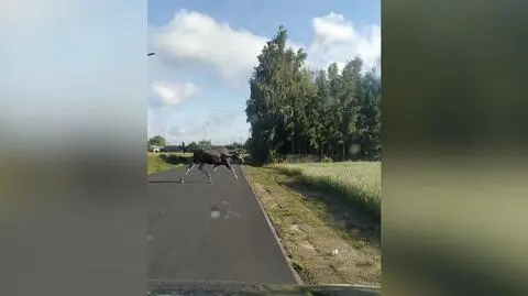 Łoś przechodził tuż przed autem, nie spieszył się