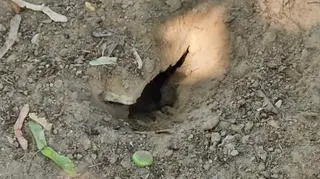 Na grochowskim osiedlu zalęgły się szczury
