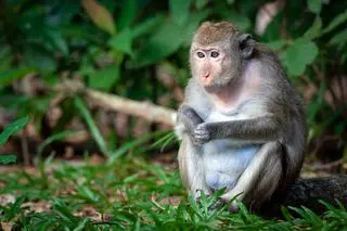 Macaca mulatta
