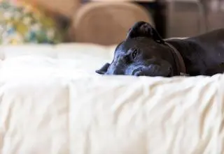 Pitbull postrzelił właściciela z jego własnej broni