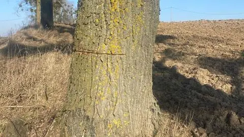 Ktoś podciął 29 drzew rosnących wzdłuż drogi