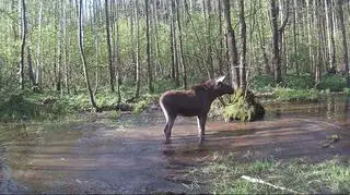 Internauci żartują, że łoś "zadeptał wszystkie krokodyle na Podlasiu"