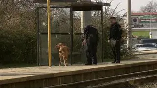 Gera, Niemcy. Policjanci z psem tropiącym na przystanku tramwajowym