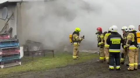 Pożar kurnika, spłonęło 23 tysiące kurczaków