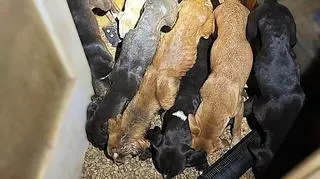 Dziewięć zaniedbanych psów