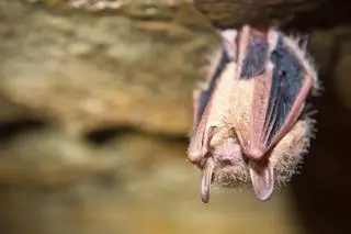 Nietoperz trzykolorowy (Perimyotis subflavus) - przedstawiciele tego gatunku coraz częściej zapadają na WNS