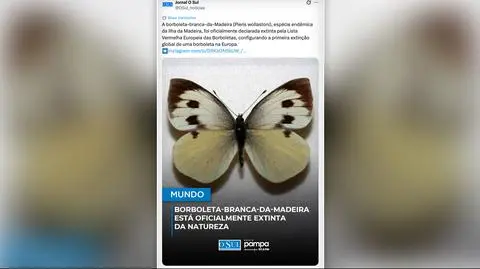 Wyginął endemiczny gatunek motyla