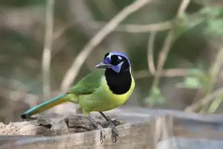 Modrowronka zielona (Cyanocorax yncas)
