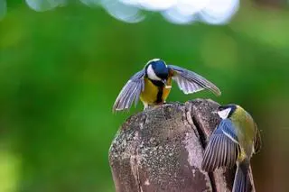 Sikorki bogatki 