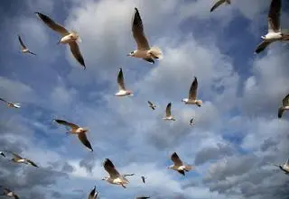 Kijem bił w parku mewę, sprawą zajmuje się policja