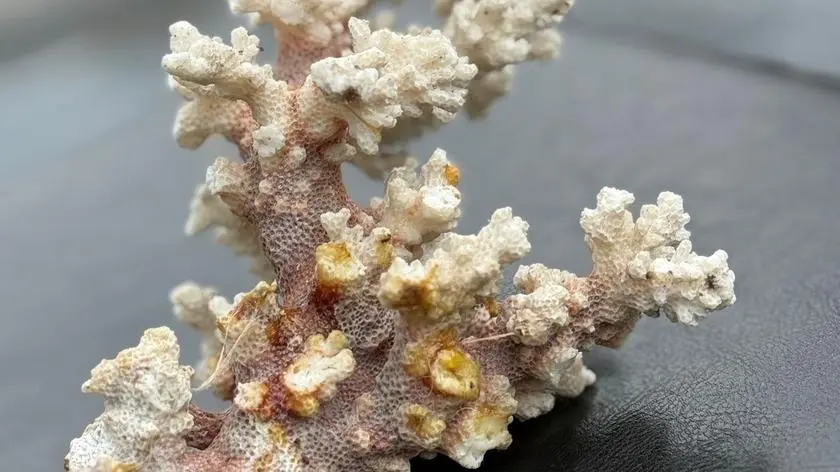 Chciał sprzedać koralowca. Ogłoszenie zobaczyli policjanci