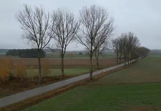 Starosta chce wycinek przydrożnych drzew. Burmistrz: to nie wycinki, to rzeź 