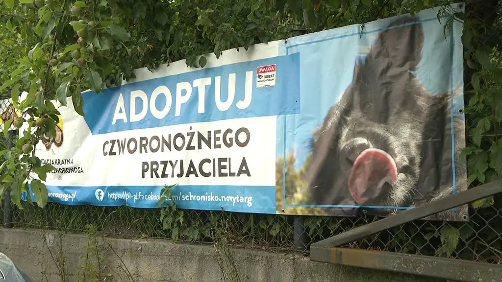 Schronisko w Nowym Targu 