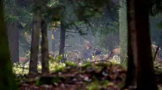 Bekowisko danieli