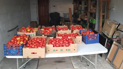 Pomidory czekają też w garażu na terenie parafii 