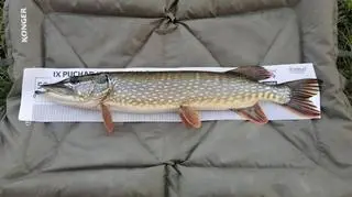 Ostatecznie wędkarze przyznali się, że aż trzy ryby zostały wygenerowane przez sztuczną inteligencję