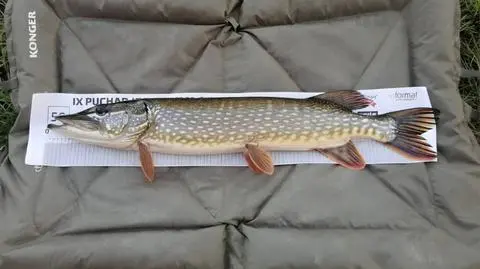 Ostatecznie przyznali się, że aż trzy ryby zostały wygenerowane przez sztuczną inteligencję