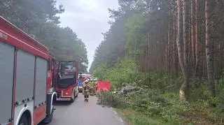 Auto zderzyło się z łosiem