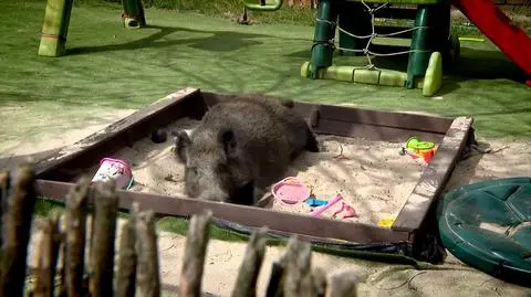Dali mu imię "Henio", dzik został zabity. Czy tak musi się to kończyć?