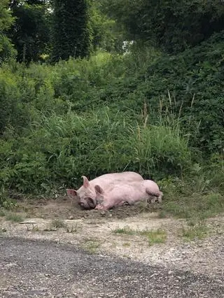 Świnie uciekły z gospodarstwa