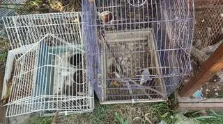 Część ptaków trzymanych było w klatkach