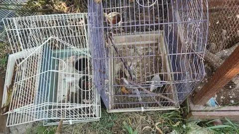 Część ptaków trzymanych było w klatkach