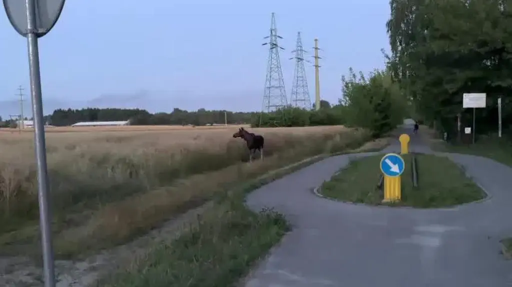 Łoś spaceruje po Koluszkach