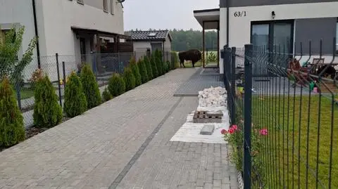 Żubr uciekł z prywatnej hodowli pod Poznaniem