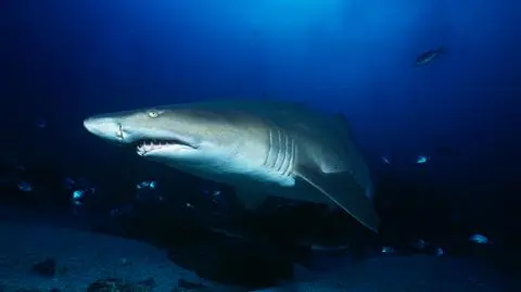 Tawrosz piaskowy (łac. Carcharias taurus)