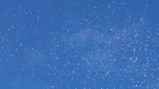 Deszcz ulotek nad miastem Gaza