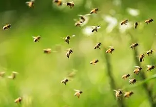 Zatruł ponad 7,5 miliona pszczół. Usłyszał wyrok