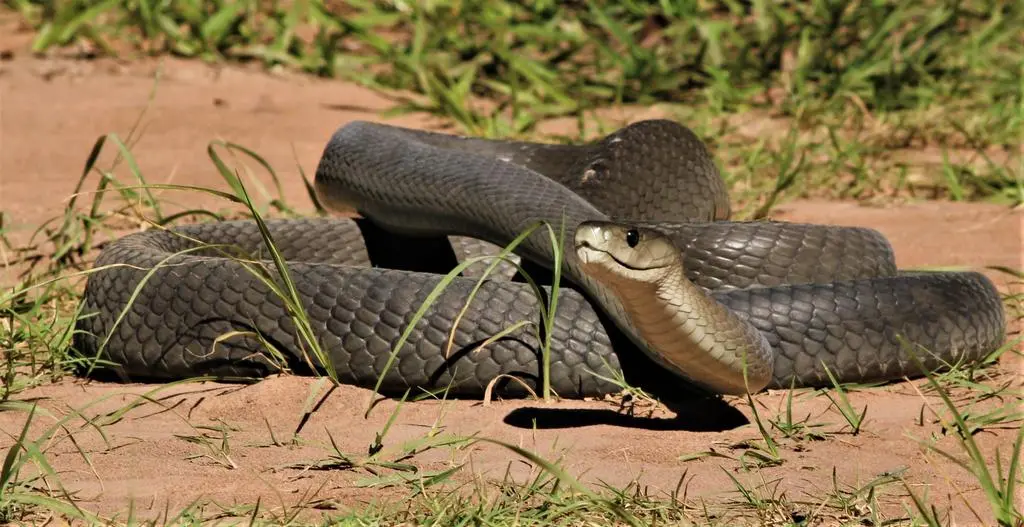 Mamba czarna (Dendroaspis polylepis) - zdj. poglądowe