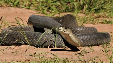 Mamba czarna (Dendroaspis polylepis) - zdj. poglądowe