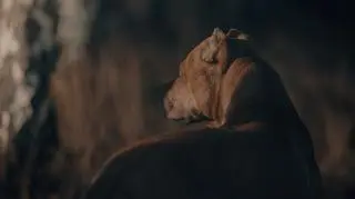 Dwulatek nie żyje po ataku psa na Zakintos. "Straciłem syna z oczu na 30 sekund" 