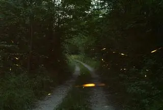 Świetliki w lasach