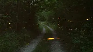 Możemy być ostatnim pokoleniem, które zna świetliki