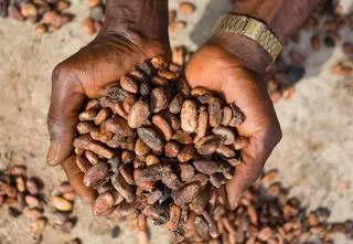 Afrykańskie kartele mają nowy towar