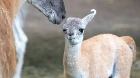 W Orientarium ZOO Łódź urodziło się młode gwanako