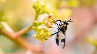 Kluczowe dla ekosystemów owady są zagrożone. Naukowcy alarmują