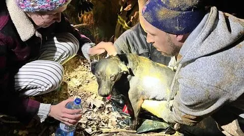 "Ja ciągnąłem psa za łapy, a strażacy mnie za nogi". Tak ratowano suczkę Szumi
