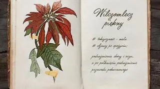 Wilczomlecz piękny