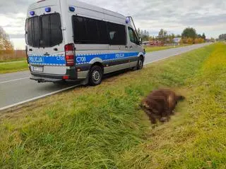 Żubr wylądował w rowie. Nie przeżył 