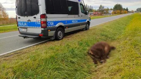 Żubr wylądował w rowie. Nie przeżył 