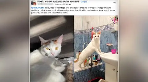 Po pożarze w Ząbkach mieszkańcy szukają zaginionych zwierzaków 