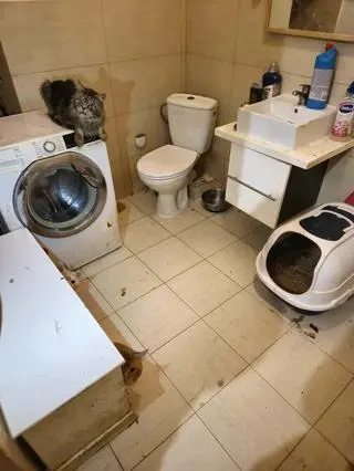Szczecin. Zlikwidowano pseudohodowlę kotów