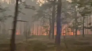 Leśnicy nie wykluczają podpalenia