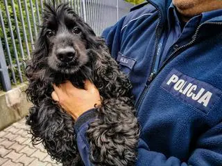 Zwierzę sprawiał wrażenie zagubionego i zdezorientowanego