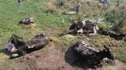 Do Sejmu wraca temat ochrony zwierząt. Komentarze polityków